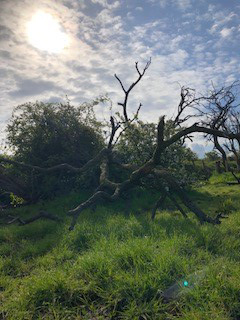 fallen tree